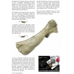 Rock n Gem Magazine Issue 64