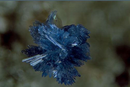 nikon small world image