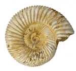 2539-white-shelled-ammonite-1sml